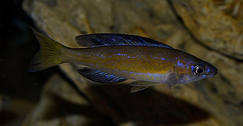 Cyprichromis microlepidotus 'Milima Island'